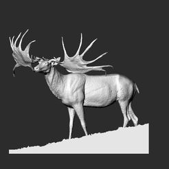 deer11.jpg male deer - buck - stag -  Bull -Hart