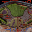 Image-0630.png Spinal cord symphathetic intercostal nerve