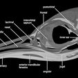 lateralview.jpg Aptenodytes forsteri, Emperor Penguin