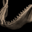 7.png Megalodon Shark Jaw