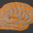 14.png 3D Model of Left and Right Brain