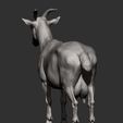 goat8.jpg Goat 3D print model