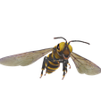 Bee2WE.png DOWNLOAD BEE 3D Model BEE - Obj - FbX - 3d PRINTING - 3D PROJECT - BLENDER - 3DS MAX - MAYA - UNITY - UNREAL - CINEMA4D - BEE GAME READY - POKÉMON - RAPTOR