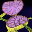 lymph-node-lymphatic-system-3d-model-fbx-blend-3.jpg Lymph node Lymphatic system 3D model
