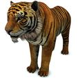 01U.jpg TIGER - DOWNLOAD TIGER 3d model - animated for blender-fbx-unity-maya-unreal-c4d-3ds max - 3D printing TIGER FELINE - CAT - PREDATOR