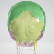 CRANIAL-NERVES-2.png 3D Cranial nerves & Facial Skull Model