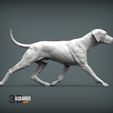rhodesian-ridgeback-running4.jpg rhodesian ridgeback running 3D printed model