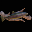 pstruh.png rainbow trout underwater statue on the wall detailed texture for 3d printing