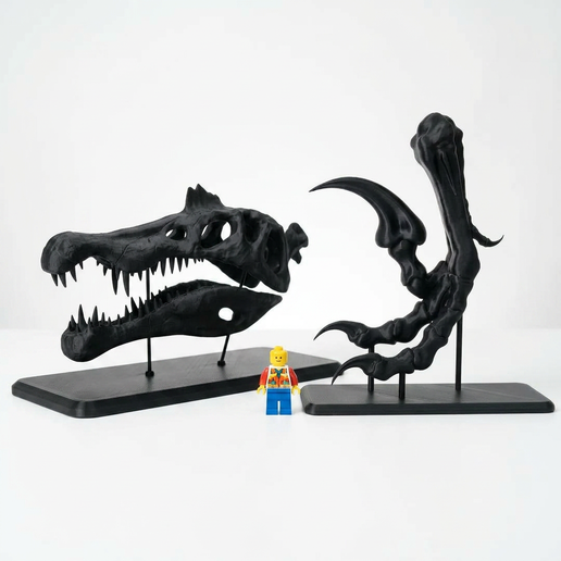 Dinosaur Fossil Collection - Velociraptor Claw + Spinosaurus Skull with Display Stands