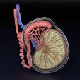 testis-anatomy-histology-3d-model-blend-41.jpg testis anatomy histology 3D model