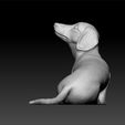 a333.jpg Dog - Dachshund Dog breed - cute dog -toy for kids