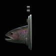 Rainbow-trout-solo-model-open-mouth-1-13.png fish head trophy rainbow trout / Oncorhynchus mykiss open mouth statue detailed texture for 3d printing