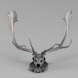 Render_01_030048.jpg 001731 Fallow Deer Skull – Raw 3D Scan
