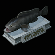 White-grouper-open-mouth-statue-38.png fish white grouper / Epinephelus aeneus open mouth statue detailed texture for 3d printing