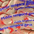 central-nervous-system-cortex-limbic-basal-ganglia-stem-cerebel-3d-model-blend-17.jpg Central nervous system cortex limbic basal ganglia stem cerebel 3D model
