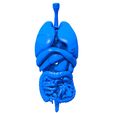 uiaiuieaauieaaa.jpg Internal Organs / Human Organs / Human Internal Organs