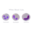WB_Render_3.png White Blood Cells