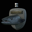 Barracuda-solo-model-2.png fish head great barracuda trophy statue detailed texture for 3d printing