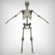 Alternate_View.jpg Human Skeletal System