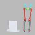 lower-limbs-with-girdle-color-coded-3d-model-5.jpg lower Limbs with girdle color coded 3D model