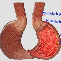 stomach-gastric-separable-parts-3d-model-max-fbx-blend-12.jpg STOMACH GASTRIC SEPARABLE PARTS 3D print model