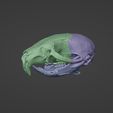 Mouse-FS.jpg Realistic Animal Skull Collection