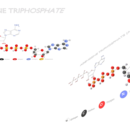 Adenosine_Triphosphate__ATP__Diagram_Render_2.png Диаграмма аденозинтрифосфата (АТФ)