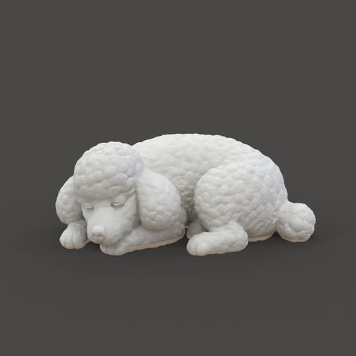 Dog_1.2.jpg Perro caniche dormido