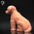 Bichon-Frise-Pose-05-Dog-3D-Print-7s.jpeg Bichon Frise Dog 3D Print Model Pose 05