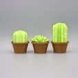 Cactus-Pot-Plants-Front.jpg Cactus Pot Plants