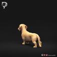 Dachshund-Miniature-Smooth-Haired-Pose-01-Dog-3D-Print-6s.jpeg Dachshund Miniature Smooth Haired Pose 01