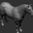 15.jpg Horse Breeds Collection