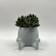 IMG_4064.jpg Resting Pot - Mini Succulent Planter