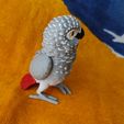 IMG_20240204_153657449_MP.jpg African Grey Parrot