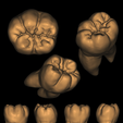 Molar.png First Lower Molar with Roots