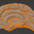29.png 3D Model of Brain with Cerebellum and Brain Stem