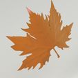 12.jpg plane tree leaf