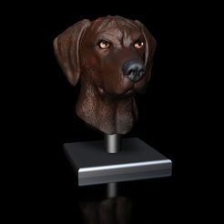 Shop6.jpg Rhodesian Ridgeback dogs head portrait
