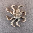 IMG_7972.jpg Articulated Skeleton Octopus
