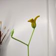 PXL_20230526_033329649.jpg Angry Flower (TikTok)