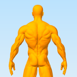 Captura2.png Male Muscular Anatomy