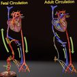ps-0042.jpg Fetal and adult blood circulation