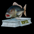 Dentex-mouth-statue-6.png fish Common dentex / dentex dentex open mouth statue detailed texture for 3d printing