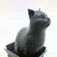 vertigo2.jpg Schrodinky: British Shorthair Cat Sitting In A Box(single extrusion version)