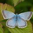 Chalk Hill Blue (male)_Iain Leach 3.jpg common blue butterfly