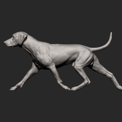 rhodesian-ridgeback-running9.jpg rhodesian ridgeback running 3D printed model