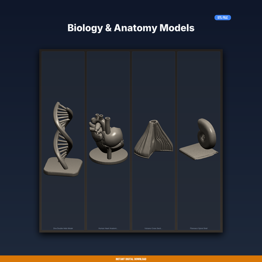 Biology & Anatomy Models - 4-Model STL Bundle