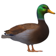 duck.png real duck