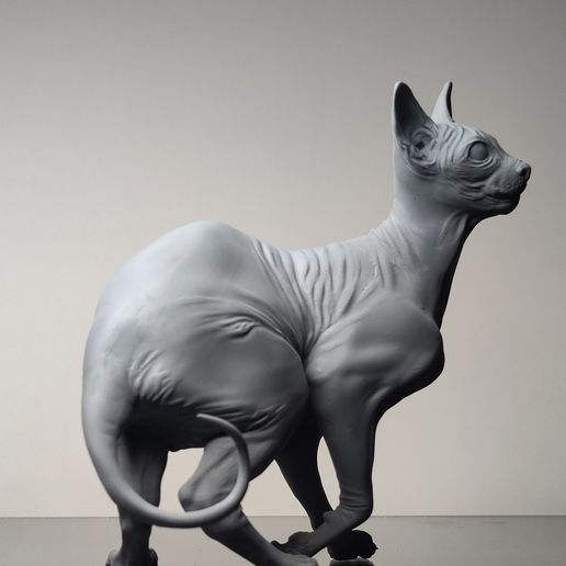 Sphynx cat