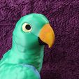 IMG_20250312_172631793.jpg Eclectus